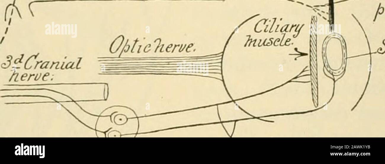 Un livre de textes sur la physiologie pour les étudiants en médecine et les médecins . cordon à terminer dans la région cervicale inférieure. De ce point le chemin est poursuivi par les neurones spinaux qui laissent la moelle dans le huitième col de l'utérus et le premier et le deuxième des nerfs spinaux thoraciques et passent par les communicantes de rami correspondantes dans la chaîne théymathémathémathémathémathémathémathémathétique au niveau du premier ganglion thoracique. Fromthis point les fibres passent vers le haut dans le col sympathique avec-out se terminant jusqu'à ce qu'elles atteignent le ganglion cervical supérieur près de la base du crâne. De ce ganglion le chemin est continuedpar sympathique Banque D'Images