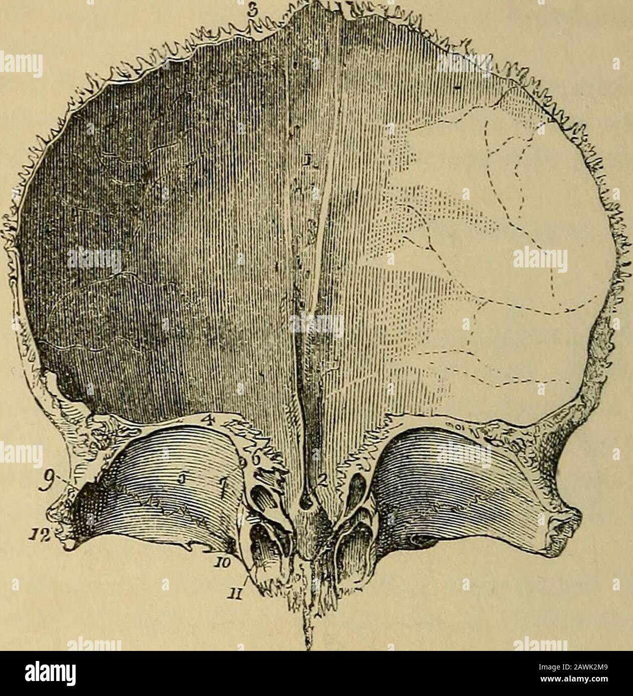 Le vade mecum de l'anatomiste : un système d'anatomie humaine . les convolutions des lobes antérieurs du * La surface externe de l'os frontal. 1. La situation de la frontéminence du côté droit. 2. La crête surciliaire. 3. Le Supra-orbitalridge. 4. Le processus angulaire externe. 5. Le processus angulaire interne.6. L'encoche supra-orbitale pour la tianmission de l'artère fémorale supra-orbitale; dans la figure, elle est presque convertie en foramen par un petit programme osseux. 7. La tubérosité nasale ; le gonflement autour de ce point indique la situation des sinus frontaux. 8. Le Banque D'Images