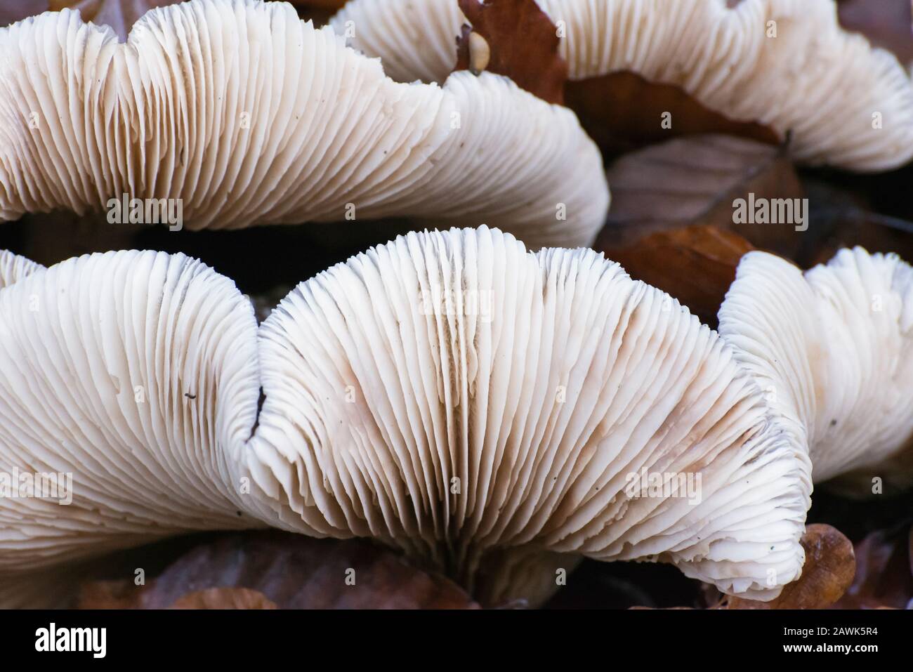 Polypore de labyrinthe à parois minces - support de rinçage Banque D'Images