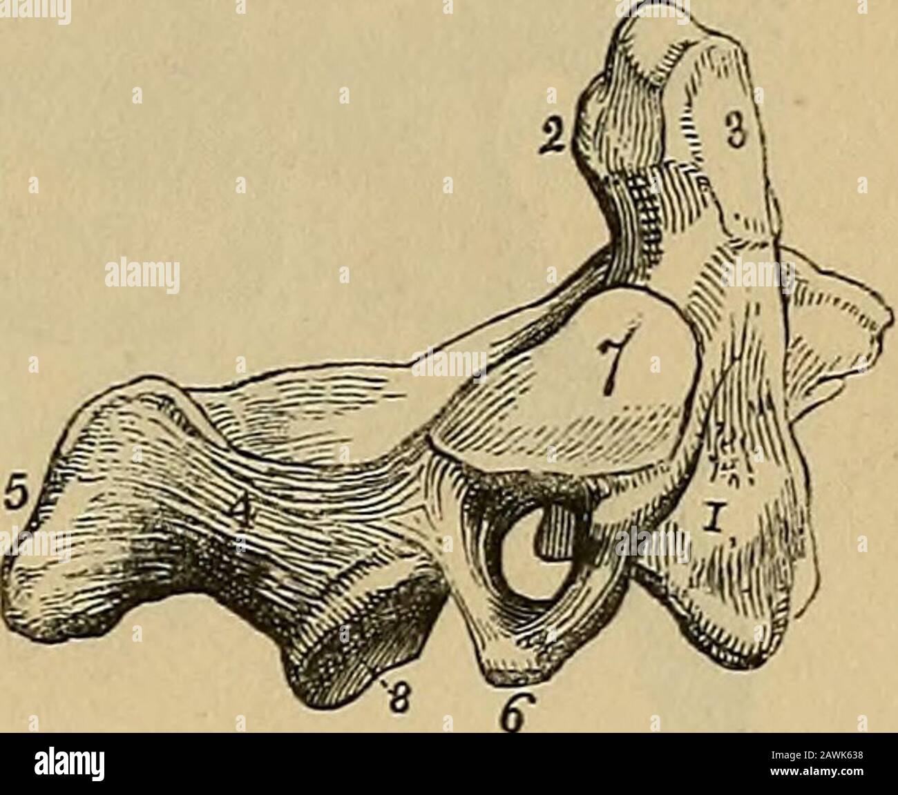 Le vade mecum de l'anatomiste : un système d'anatomie humaine . o nommé d'avoir un processus auquel la tête tourne comme sur un pivot. Le corps est de grande taille, et supporte un processus fort, le dontoïde, qui s'élève perpendiculairement à sa surface supérieure. Le processus d'odontoïde présente deux surfaces articulatingales, l'une sur sa face antérieure, pour articuler avec l'archif antérieur de l'atlas, l'autre sur sa face postérieure, pour la liga- * transversale La surface supérieure de l'atlas. 1. Le tubercule antérieur projetant de l'arche antérieure. 2. La surface articulaire pour le processus d'odontoïde de tlie uponthe postérieur Banque D'Images