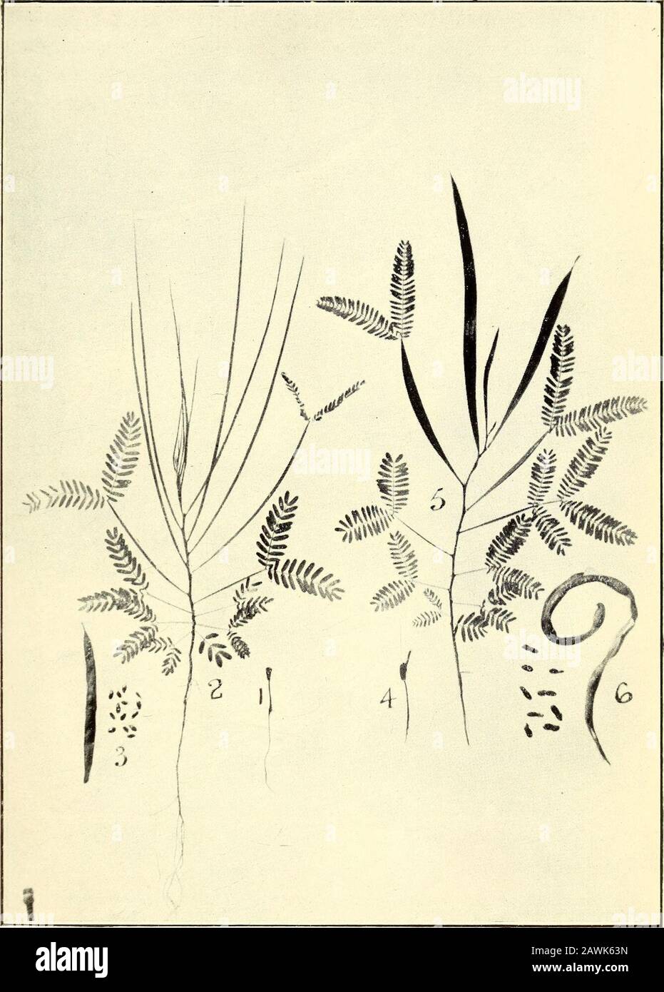 Journal et actes de la Société royale de Nouvelle-Galles du Sud . M. au sommet. Cotylédons sessile, auriqué, oblong, sommet arrondi, 6 mm.long, 3 mm. Large, brun supérieur, tored rougeâtre dessous, bientôt en train de devenir révolte et cylindrique. Terete de tige, brun rougeâtre, glabre. Premier internode*5 à 1 mm.; deuxième 2 mm. À 1*1 cm.; troisième à cinquième 2 mm.à 1*3 cm.; sixième 4 mm. À 1*6 cm.; septième 7 mm. À 2*3 cm.; huitième 1 à 3*7 cm. Feuilles : Non, 1. Pinnat abruptement (dans quelques cas, une paire anopposée est apparue), pétiole 3 à 5 mm., glabre, parfois avec une petite glande; folioles trois à quatre paires, oblong- Banque D'Images