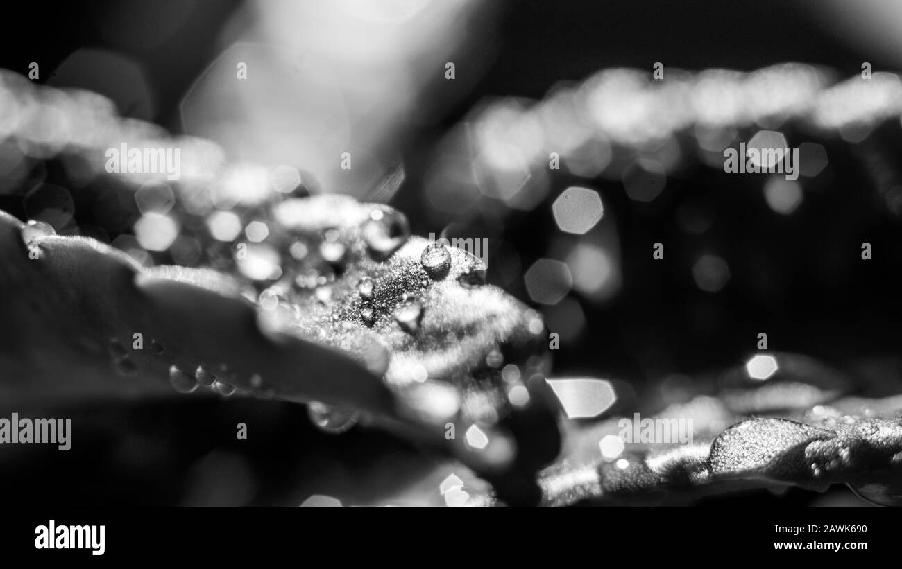 Les gouttelettes d'eau se sont déposées sur les feuilles étincelantes Banque D'Images