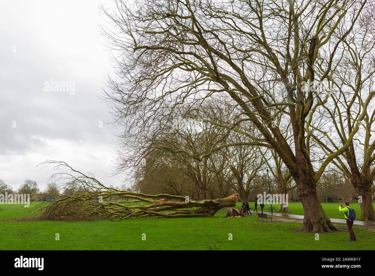 Cambridge, Royaume-Uni. 9 février 2020. Les gens inspectent un arbre d'avion de Londres tombé sur Jésus Green pendant la tempête Ciara. Les arbres sur le chemin de Jésus Lock à Midsummer Common sont présents depuis c1913. Richard Etteridge / Alay Live News Banque D'Images