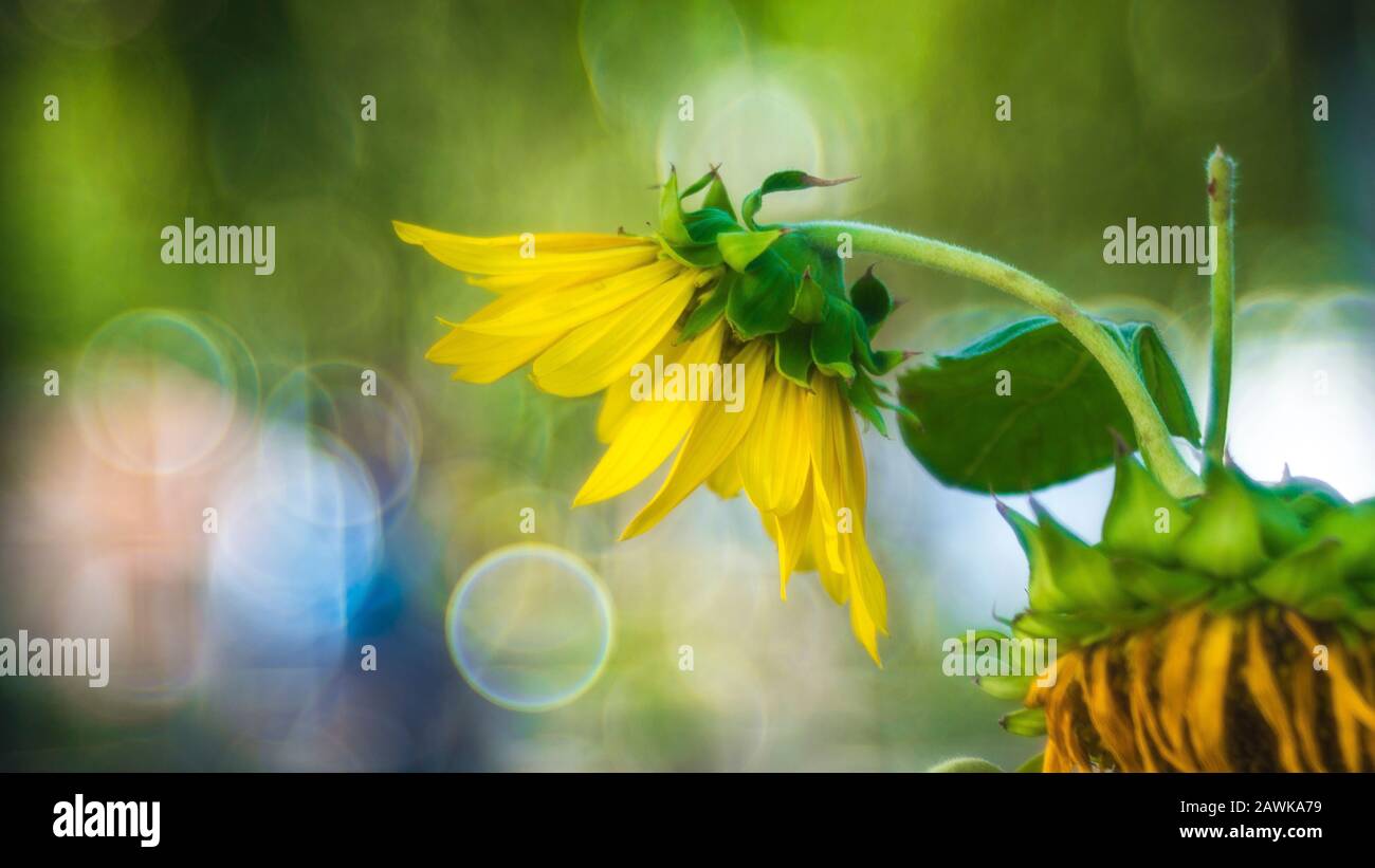 Les fleurs rétroéclairées sont chatoyantes Banque D'Images