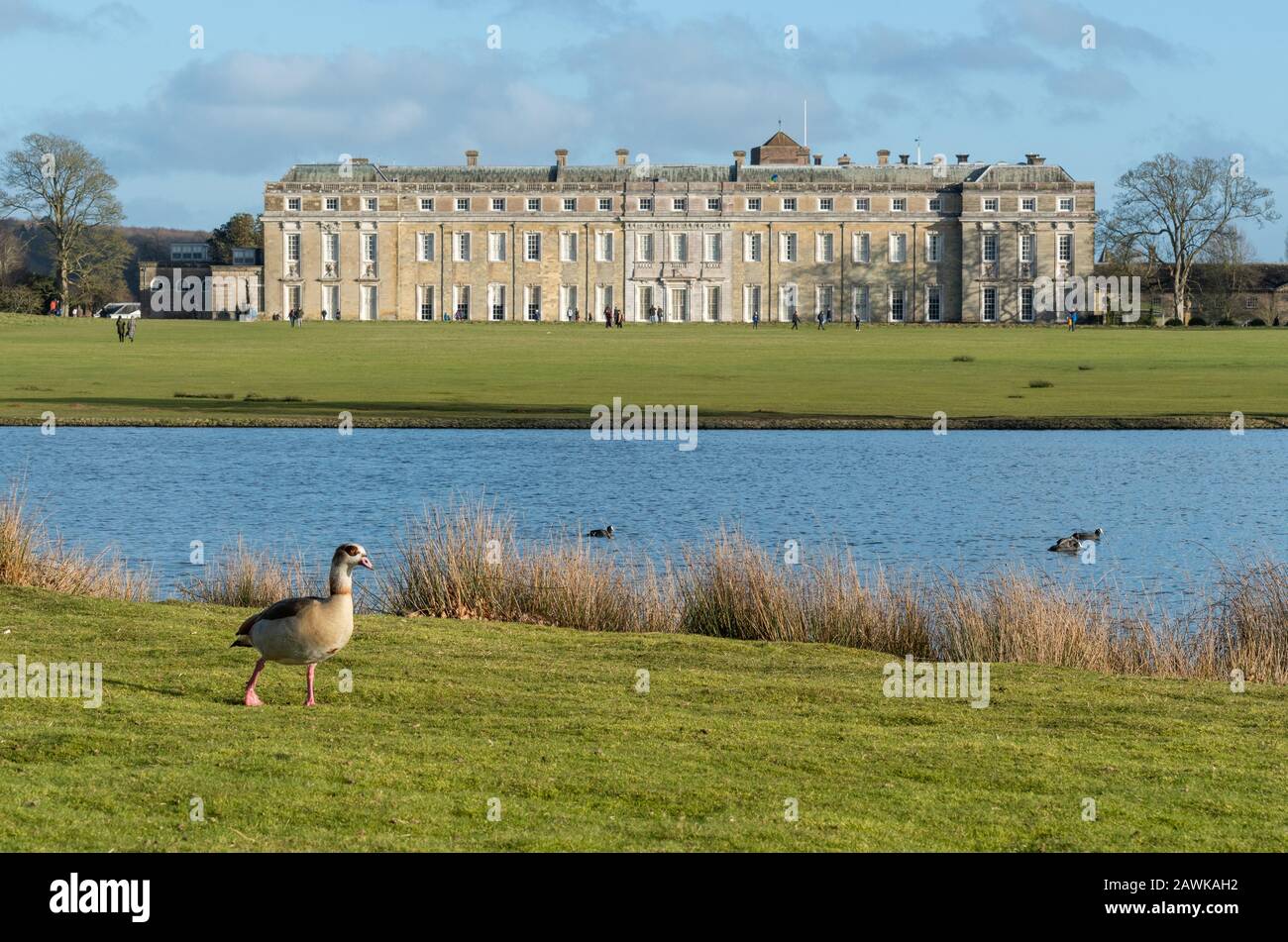 Petworth House and Park, une propriété de pays à West Sussex, Royaume-Uni. Vue sur la maison avec le lac et la volaille sauvage au premier plan. Banque D'Images