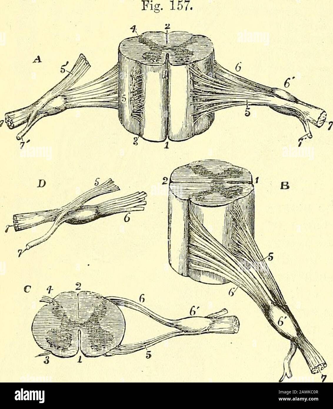 Les éléments de l'anatomie de Quain . ter case, plus-au-dessus, les différentes racines d'un mayonneux nerveux diffèrent non seulement des cha-racters et des connexions anatomiques inthéh, mais aussi en fonction, ainsi que l'exépéphfiedin des nerfs spinaux, chacun se produit par deux racines, un antéro et un postérieur— le premier contenant les fibres du moteur du nerf, le dernier le sensoriel. Les fibres d'un nerf peuvent être tracées à une certaine profondeur dans la substancedu cerveau ou de la moelle épinière, et par conséquent le terme apparent ou superficicialorigine a été employé pour indiquer l'endroit où la racine d'une nerveest attachée à la surface, afin de di Banque D'Images