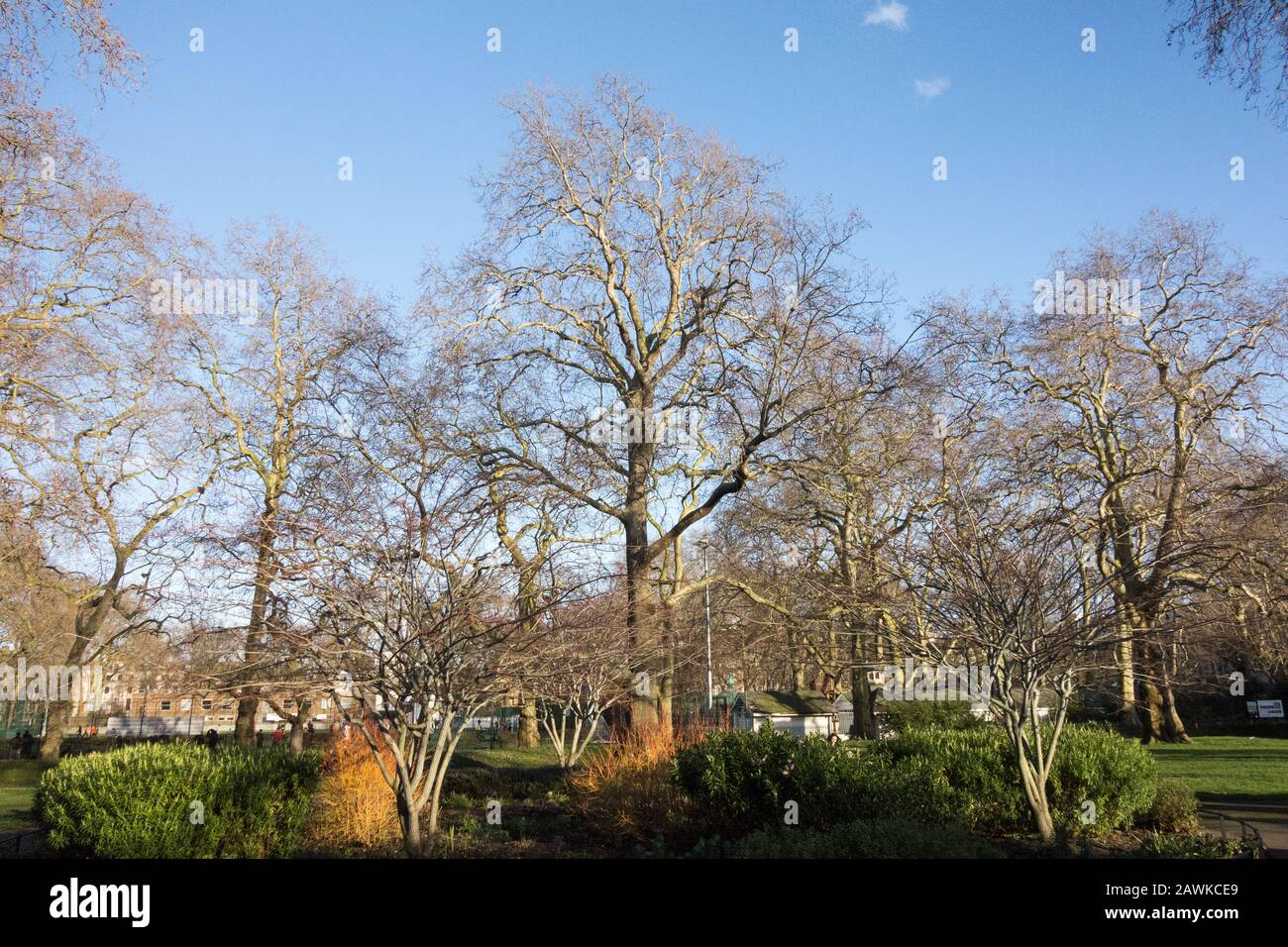 L'arbre de coupe Brunswick dans Brunswick Square Gardens, London, Angleterre Banque D'Images