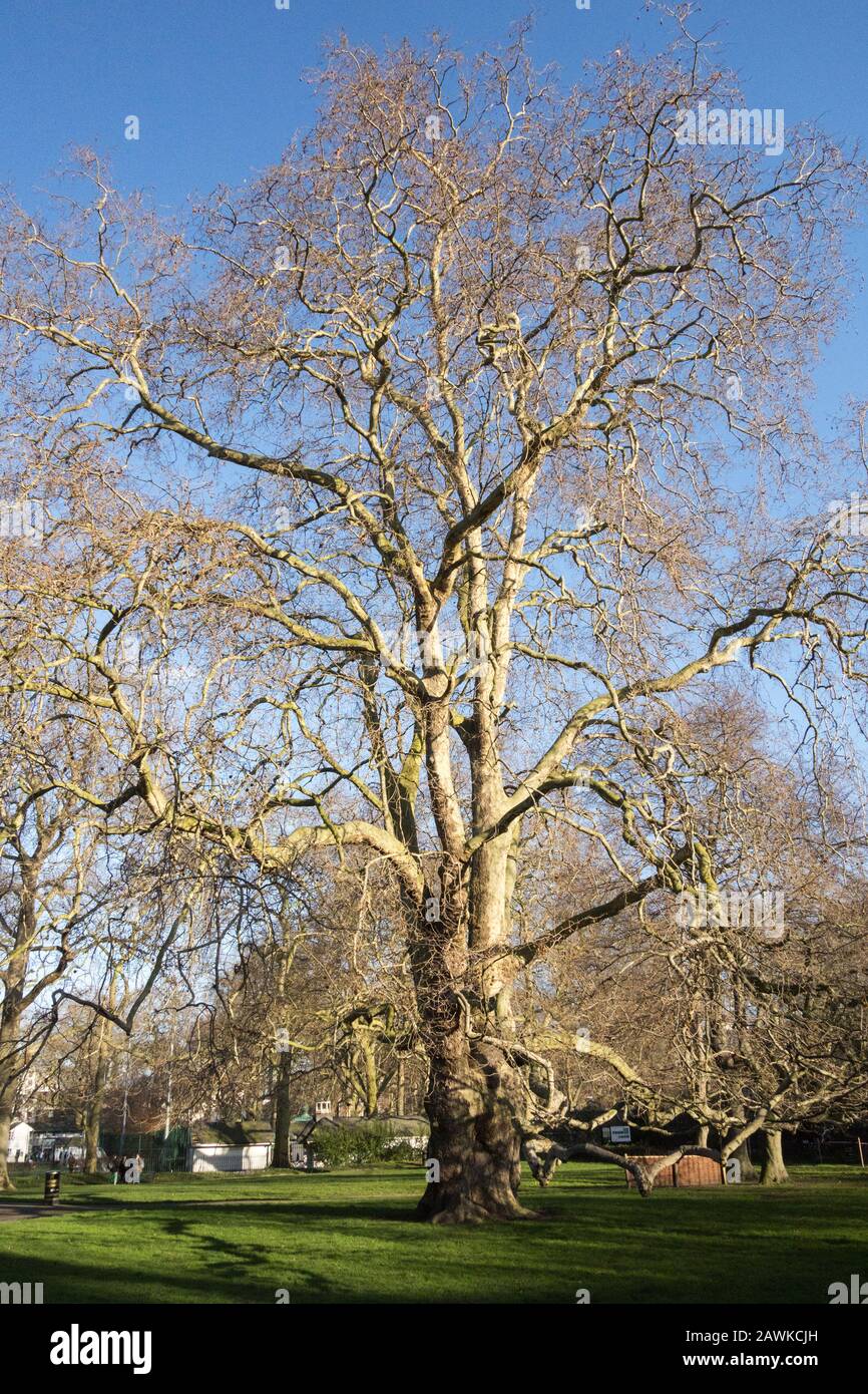 Le Brunswick plane Tree dans Brunswick Square Gardens, Londres, WC1, Angleterre, Royaume-Uni Banque D'Images