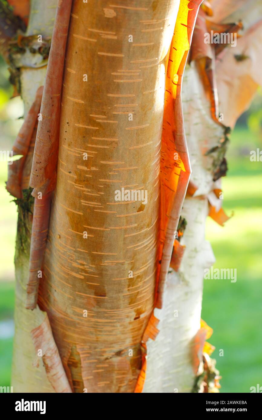 Betula utilis ‘Mo Luoji’. Feuilles translucides d'écorce de bouleau himalayenne pelée, photopéry et or à la fin de l'automne soleil. ROYAUME-UNI Banque D'Images