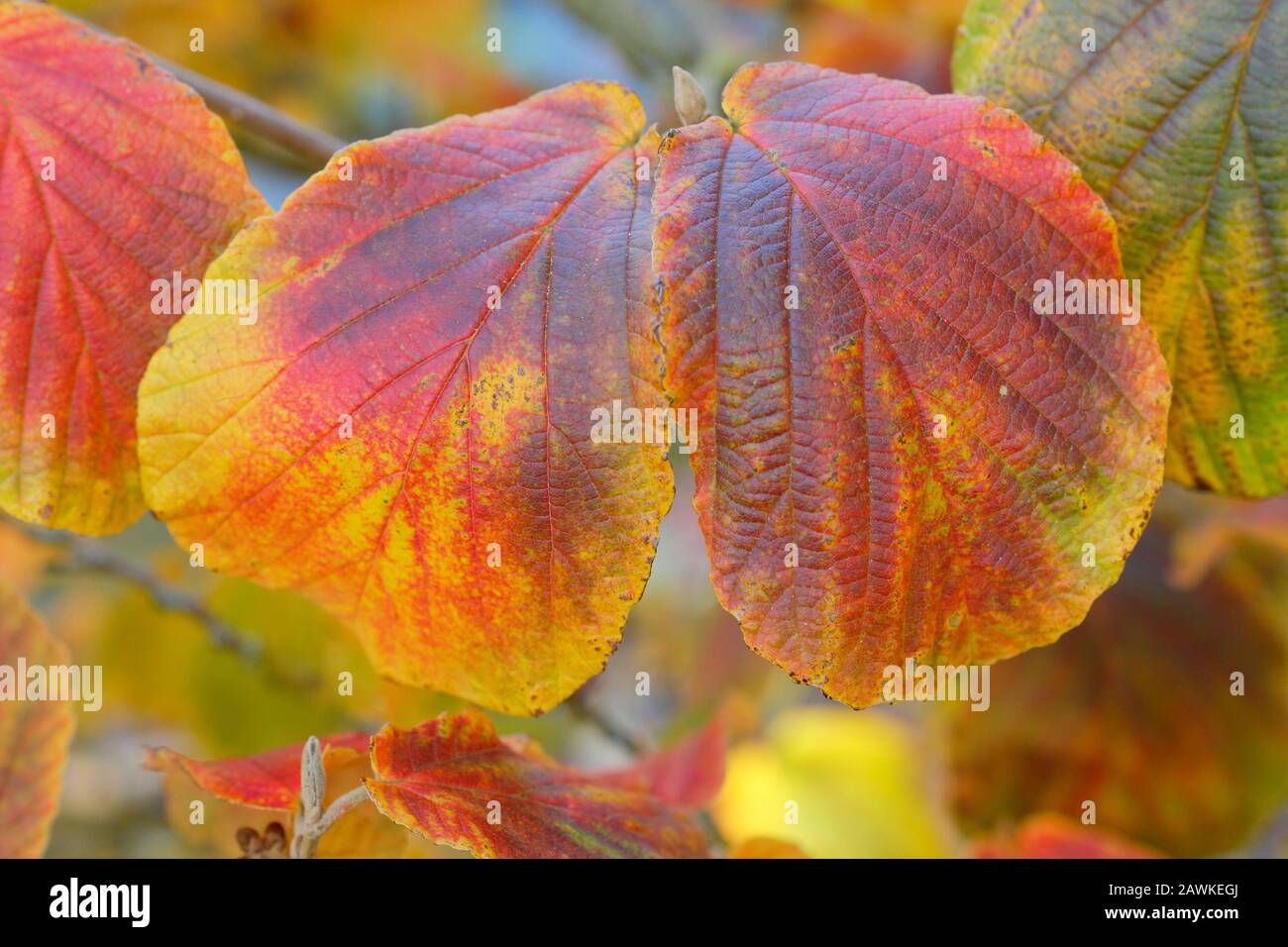 Hamamelis x intermedia 'Robert' feuilles de noisette de couleur cuivre en automne. ROYAUME-UNI Banque D'Images