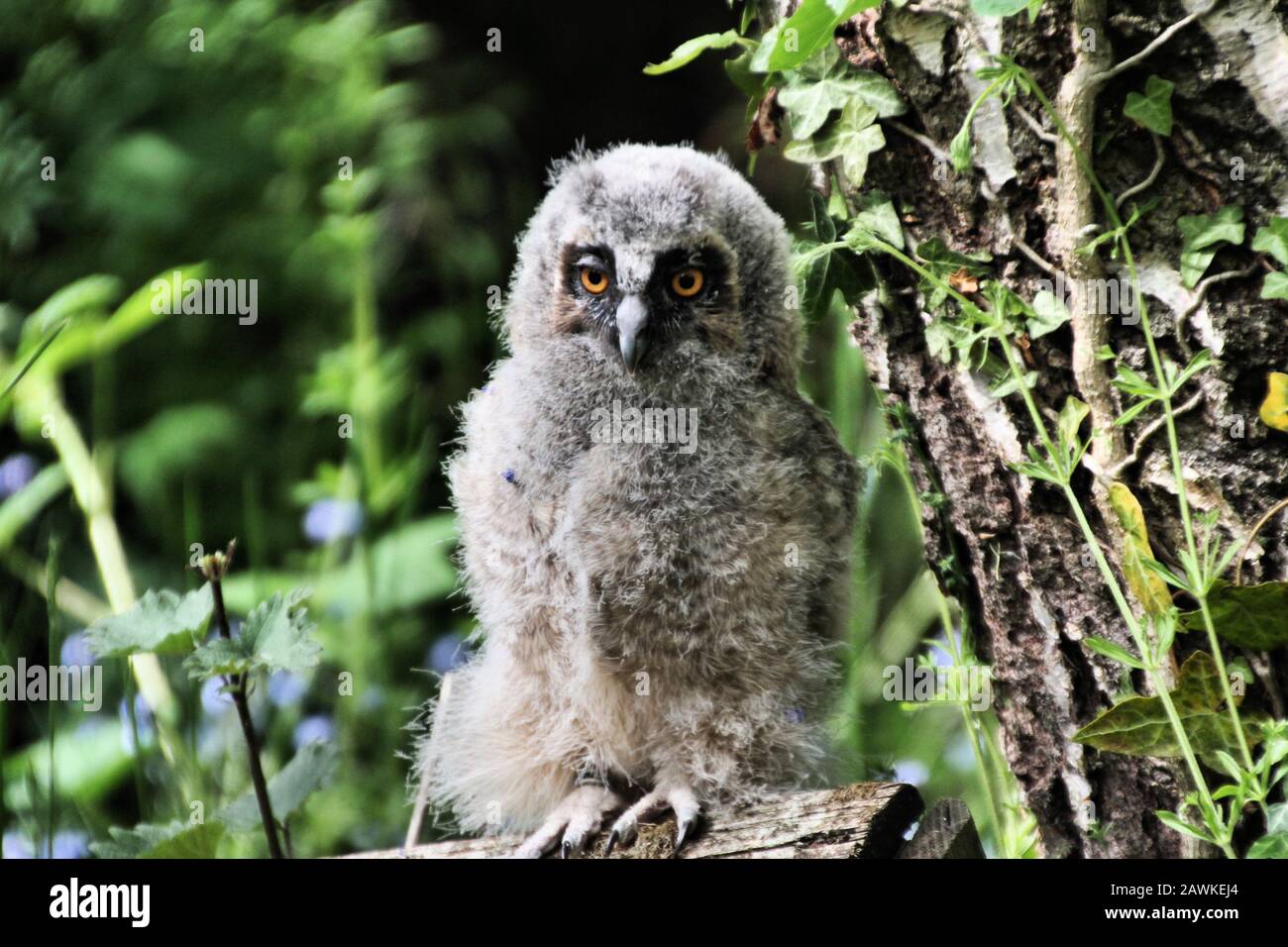 Bebe Chouette Banque D Image Et Photos Alamy Bebe Chouette Banque D Image Et Photos Alamy