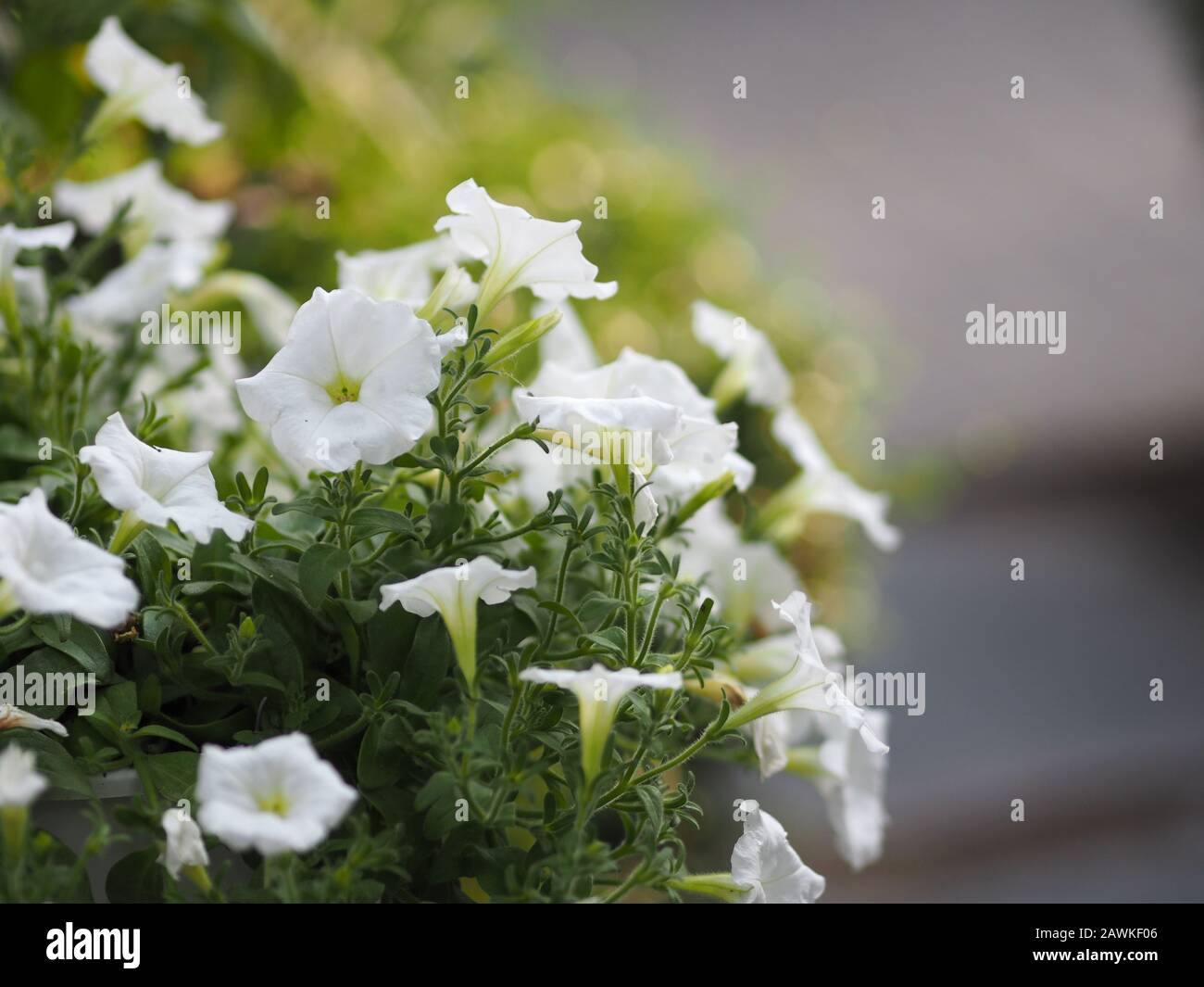 Petunia Easy wave couleur blanc fleur magnifique sur fond flou de la nature Banque D'Images