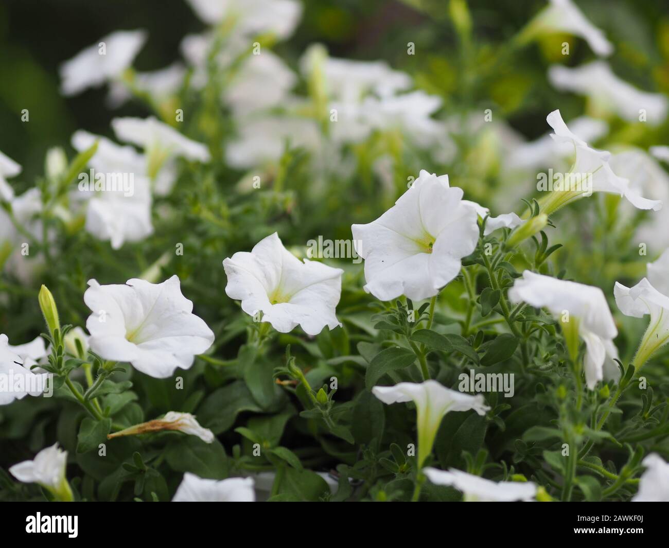 Petunia Easy wave couleur blanc fleur magnifique sur fond flou de la nature Banque D'Images