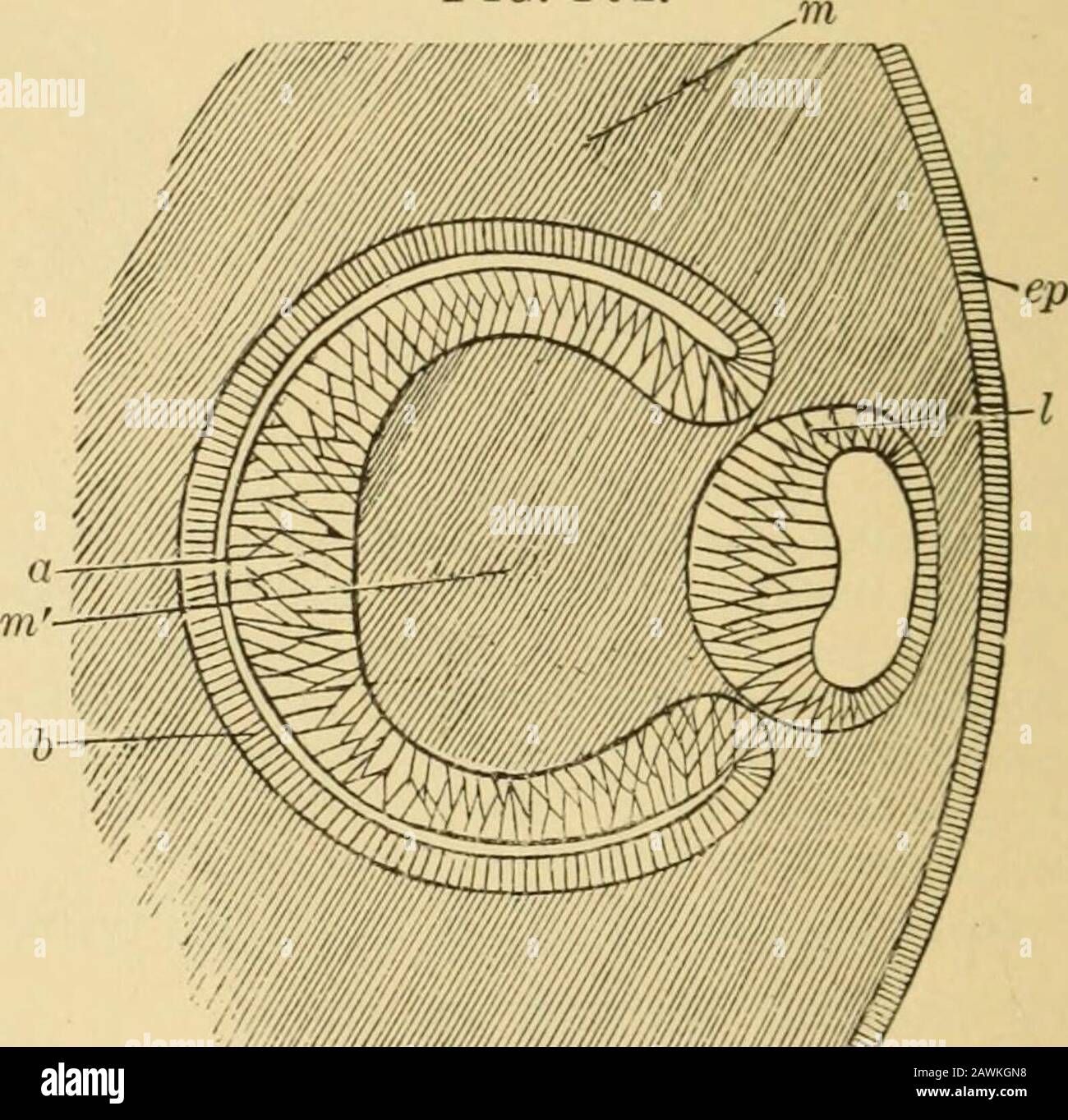 Un système d'obstétrique . 71 WBmm Fig. 101.—(De Wiedersheim.) Figure  semi-diagrammatique de La Vésicule optique secondaire et de la lentille En  Développement : IB, couche de vésicule optique secondaire qui donne origine