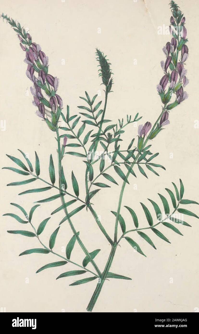 L'armoire florale et le magazine de botanique exotique . un être donné, ou dans les gelées, sinon il aura plus de mal que de bien. Des feux peuvent être éclairés dans les vineries pour protéger les cultures tardives de raisins de l'humidité. Les lits de champignons peuvent maintenant être faits avec succès. La mer-kale devrait maintenant être couverte de feuilles, &c. Les radis doivent maintenant être semées dans les châssis pour une utilisation à ressort. Les hyacinthes devraient maintenant être potés pour forcer, et les tulipes et les Crocuses shouldbe plantés dans le sol ouvert. Former des lits de Pansies pour la floraison la saison prochaine. Protéger les Alpines semi-résistantes dans les cadres, et ceux qui sont tendres et hors des portes peuvent être Banque D'Images