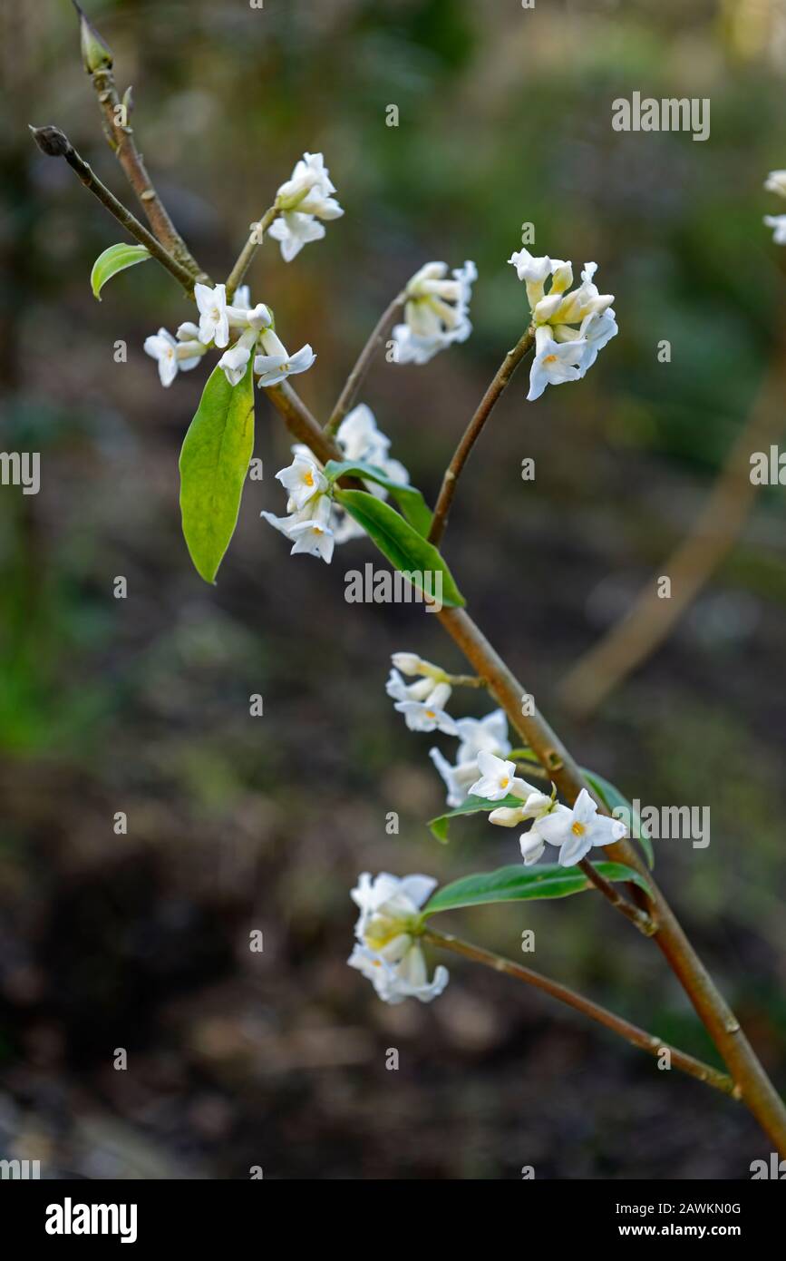 Daphne bholua maison de jardin fantôme, fleurs blanches, arbuste à fleurs d'hiver, parfum,parfumé,parfum,parfumé,odeur,fleur,arbustes,hiver,RM Floral Banque D'Images