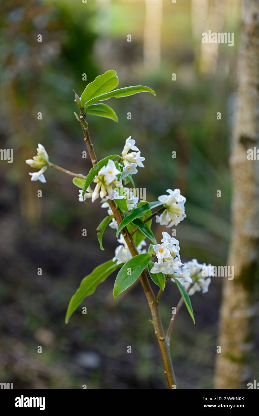Daphne bholua maison de jardin fantôme, fleurs blanches, arbuste à fleurs d'hiver, parfum,parfumé,parfum,parfumé,odeur,fleur,arbustes,hiver,RM Floral Banque D'Images