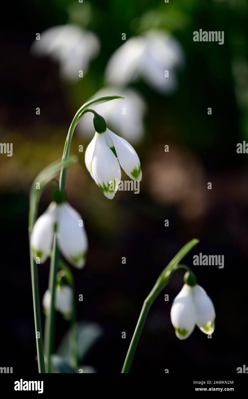 Snowdrop galanthus verdier,perce-neige,printemps,fleurs,fleurs,fleurs,blanc,vert,marques,marque,marquée à pointe verte,conseils,Floral RM Banque D'Images