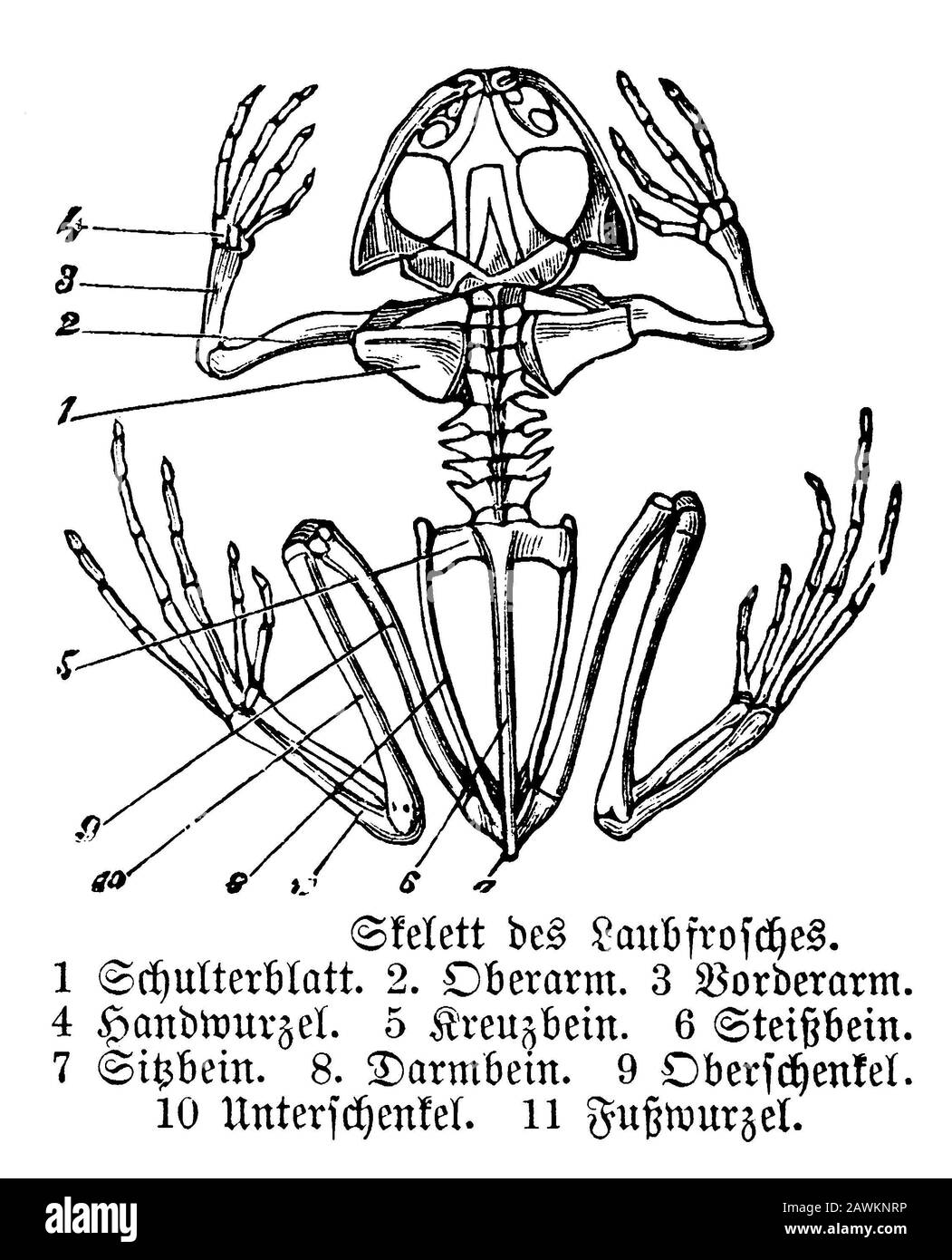 Grenouille d'arbre européenne, Hyla arborea, anonym (livre de zoologie, 1894) Banque D'Images