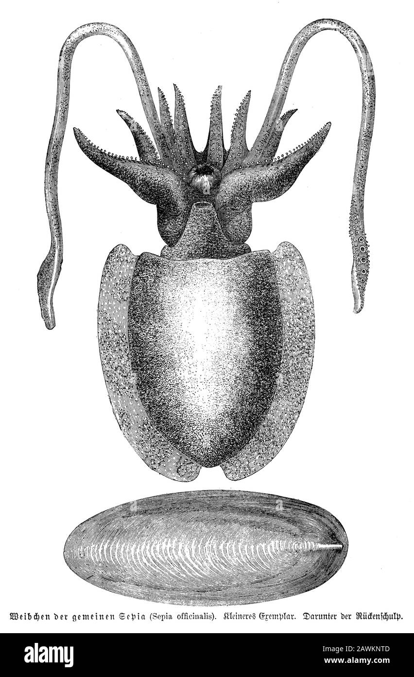 Seiche; seiche commune; seiche commune européenne, Sepia officinalis, anonym (livre de biologie, 1880) Banque D'Images