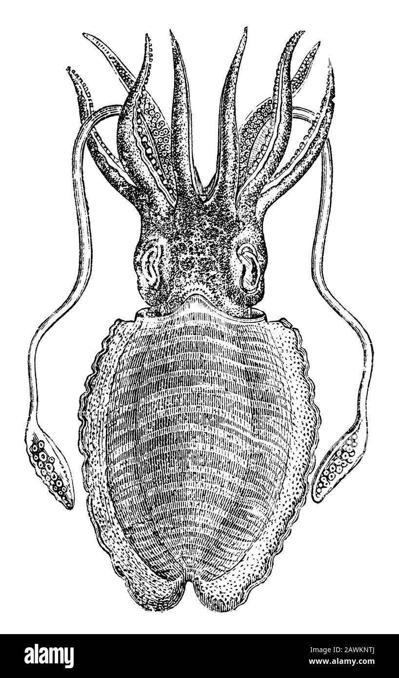 Seiche; seiche commune; seiche commune européenne, Sepia officinalis, anonym (livre de zoologie, 1889) Banque D'Images