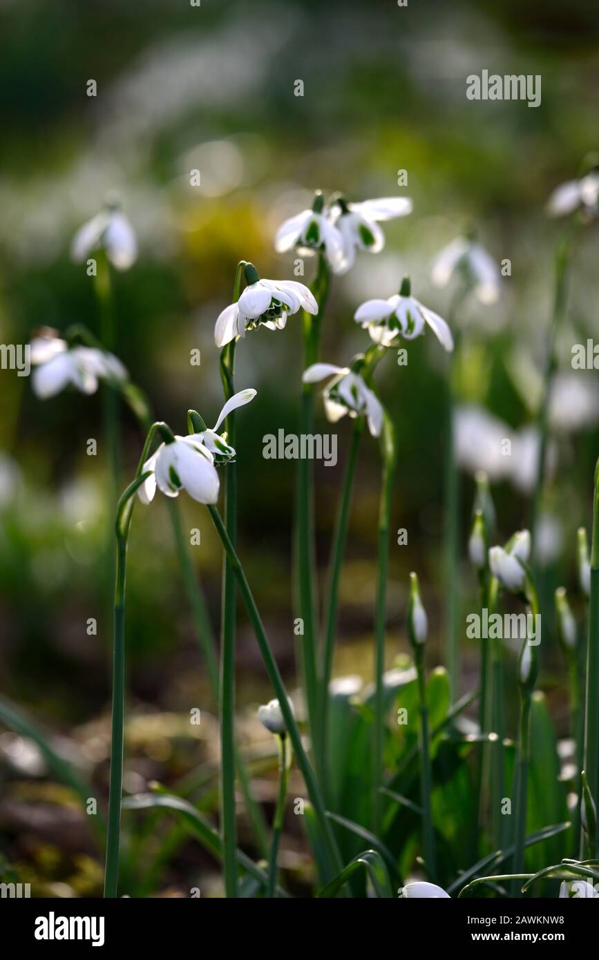 Galanthus Lavinia,Greatorex double,double flower,neige,neige,printemps,fleur,fleurs,fleurs doubles,floraison,blanc,marquage vert,marquage,marque Banque D'Images