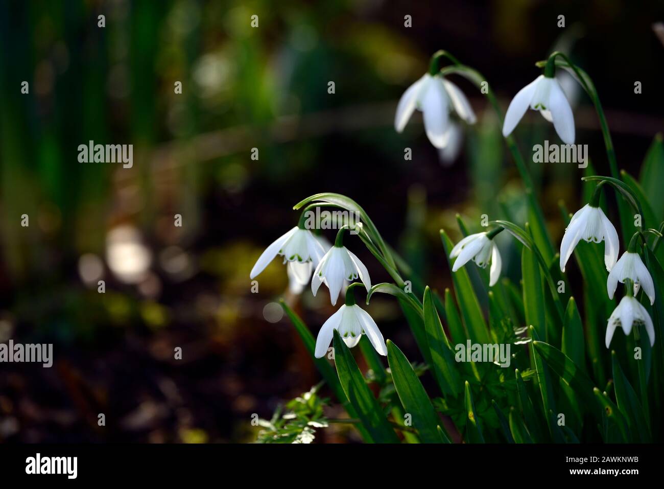 Galanthus lady beatrix stanley, chute de neige à double fleur, chutes de neige, printemps, fleur, fleurs, fleurs doubles, floraison, blanc, marquage vert, marquage,marqué,m Banque D'Images