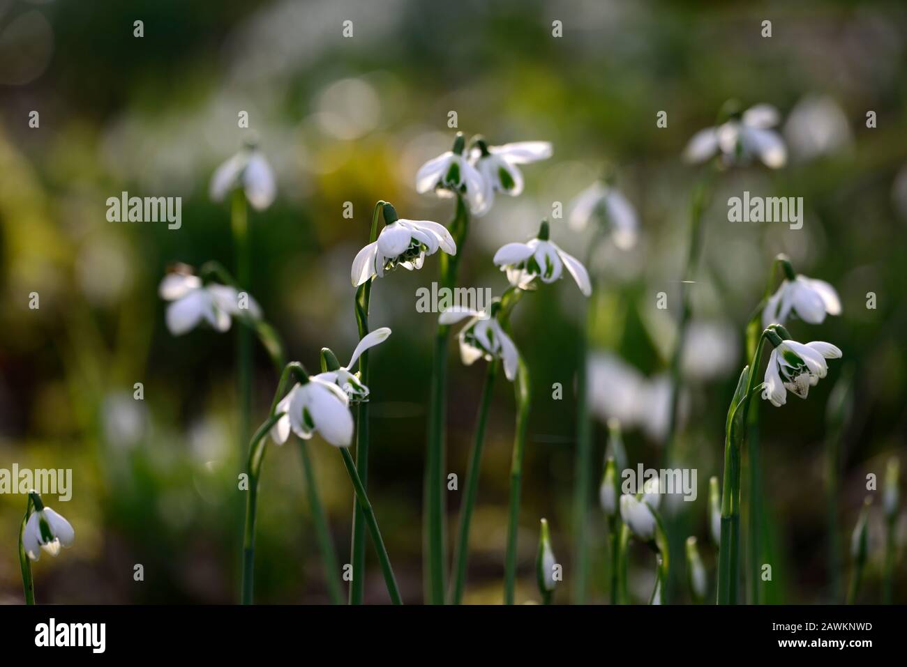 Galanthus Lavinia,Greatorex double,double flower,neige,neige,printemps,fleur,fleurs,fleurs doubles,floraison,blanc,marquage vert,marquage,marque Banque D'Images