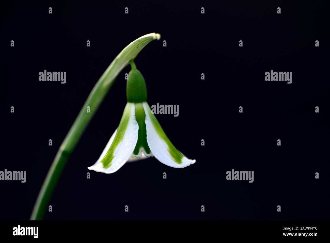 Galanthus Philippe Andre Meyer,Snowdrop hybride de croissant,marquages verts,croissant,Snowdrop,snowdrops,printemps,fleur,fleurs,RM Floral Banque D'Images