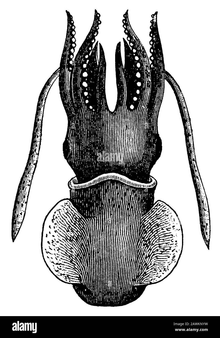 Seiche; seiche commune; seiche commune européenne, Sepia officinalis, (histoire de l'évolution, 1893) Banque D'Images