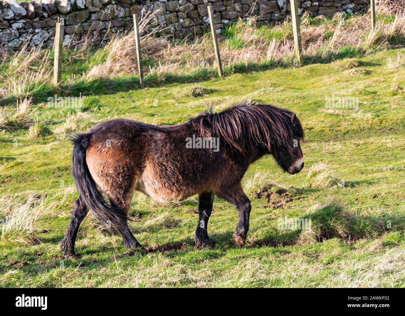 Poney d'Exmoor sauvage semi-feral sur Traprain Law, partie d'un projet de conservation de l'herbe, East Lothian, Ecosse, Royaume-Uni Banque D'Images