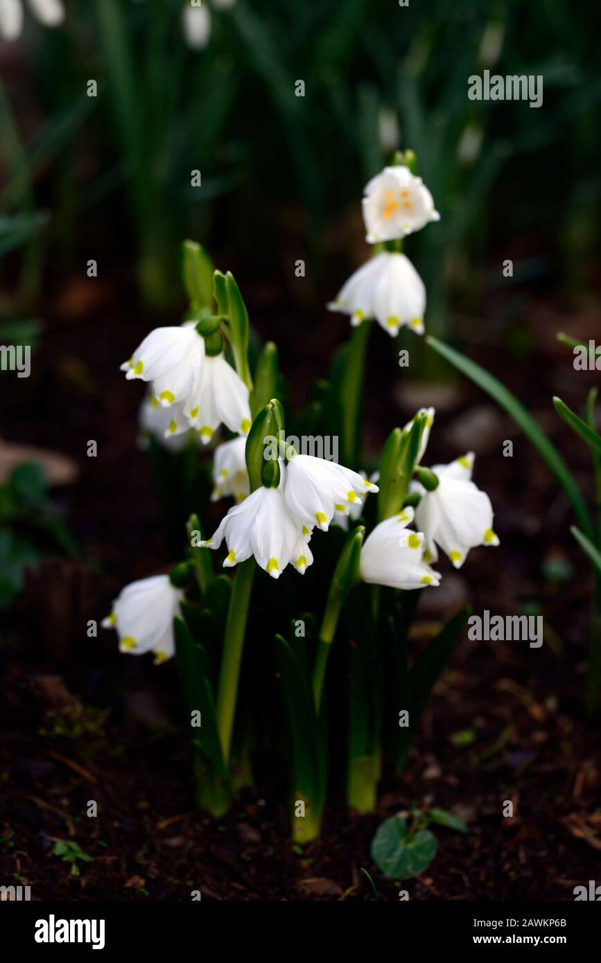 Leucojum vernum var carpathicum,flocon de neige de printemps,fleurs,fleur,formation de bosse,fleurs blanches,floraison,fleur,en forme de cloche,forme,pointe jaune,pointe,fleurs, Banque D'Images