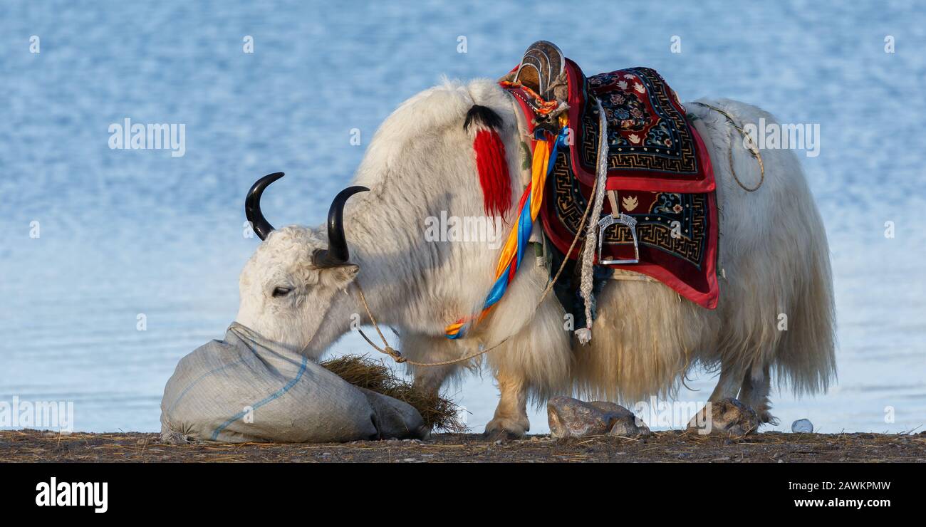 Gros plan de yak blanc et furry avec des cornes noires. Manger de l'herbe et avoir une selle colorée sur son dos. En arrière-plan, les eaux du lac Nam Tso. Banque D'Images