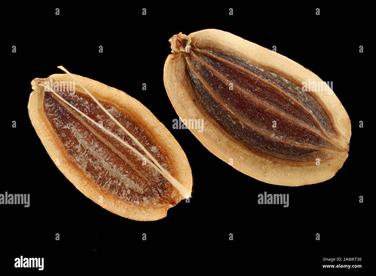 Anethum graveolens, Dill, gros plan, graines (fruits), 5-8 mm de long Banque D'Images