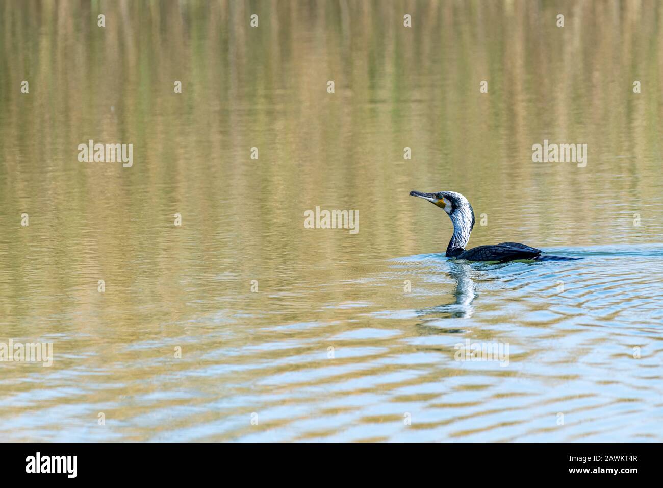 Oiseaux aquatiques ou oiseaux aquatiques nageant sur un lac Banque D'Images