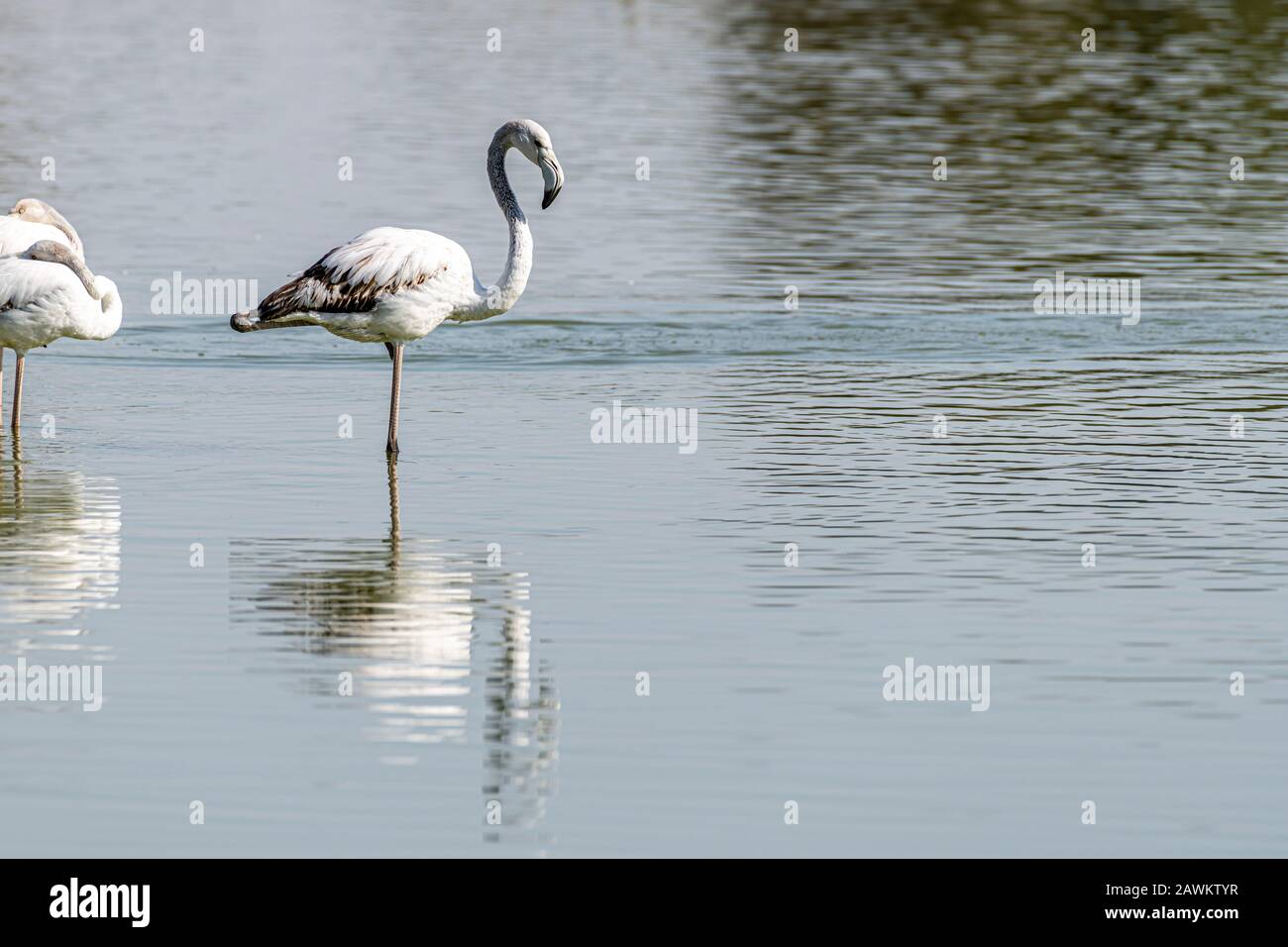 Flamingo isolé dans l'eau avec espace copie, Banque D'Images