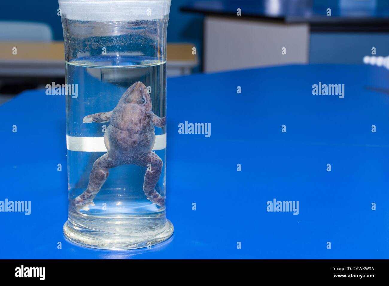 Biologie science dissection spécimen d'une grenouille dans un pot en verre sur une table de laboratoire bleue dans une école avec espace de copie. Banque D'Images