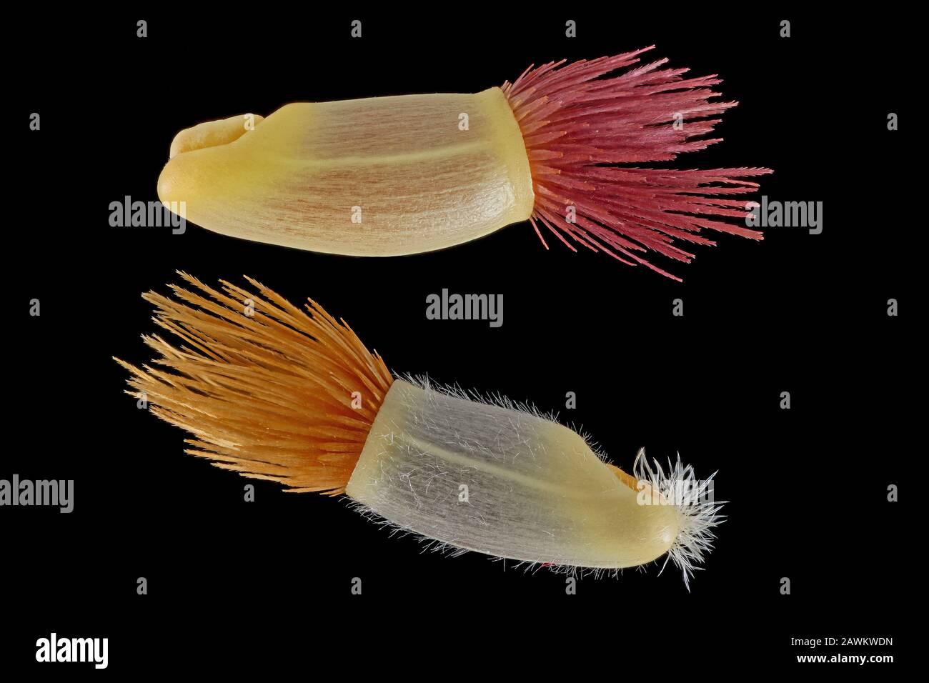 Centaurea cyanus, Cornflower, Kornblume, gros plan, graines (fruits), 5-6 mm de long Banque D'Images