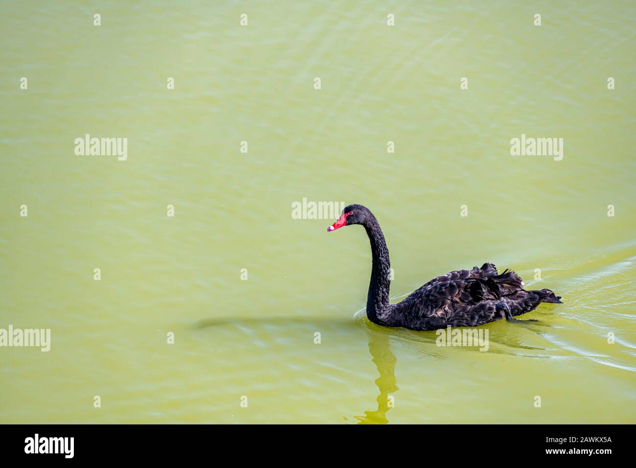 Cygne noir nageant sur l'eau verte, avec espace de copie Banque D'Images
