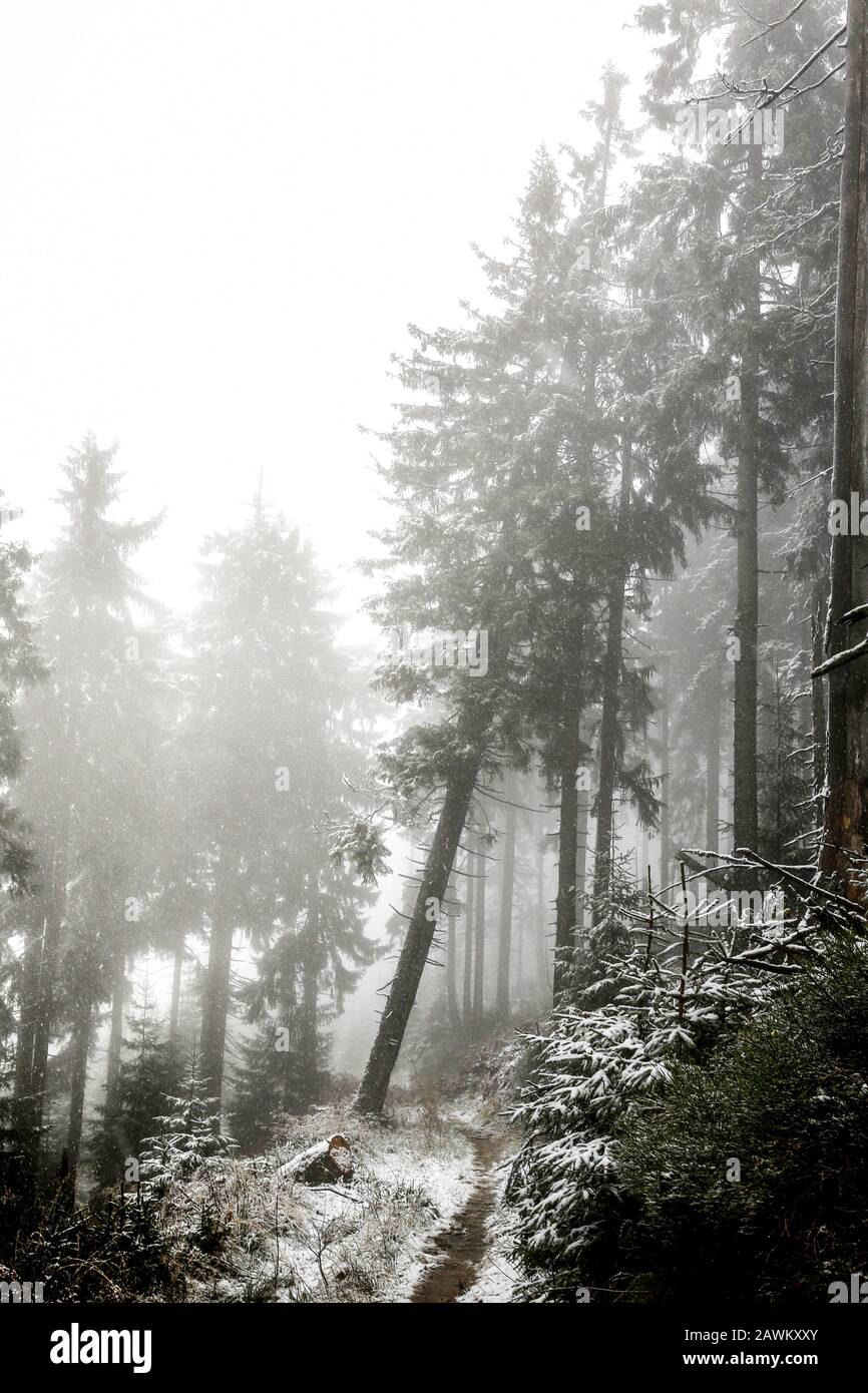 Nature pittoresque des montagnes Beskidy en Pologne Banque D'Images