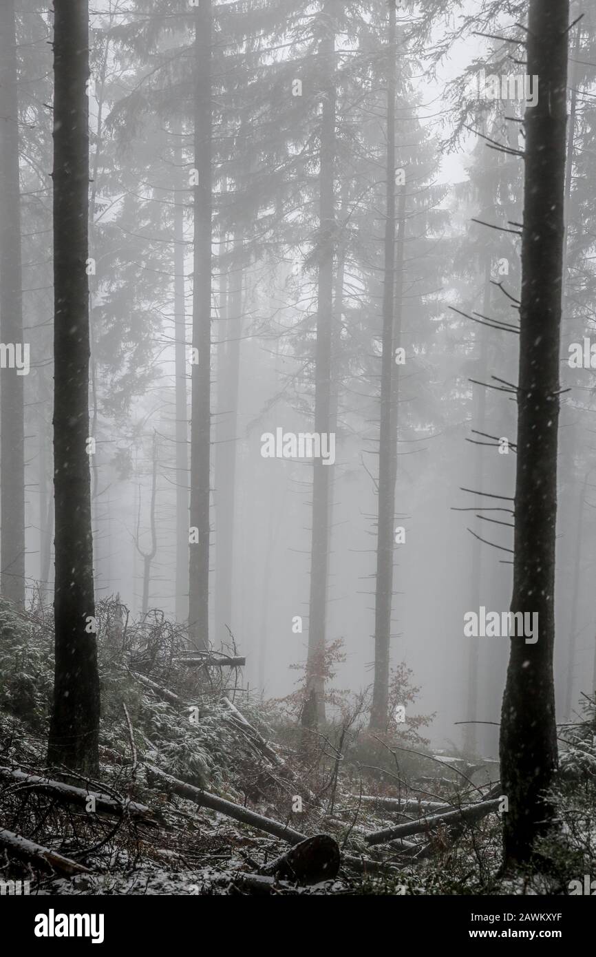 Nature pittoresque des montagnes Beskidy en Pologne Banque D'Images