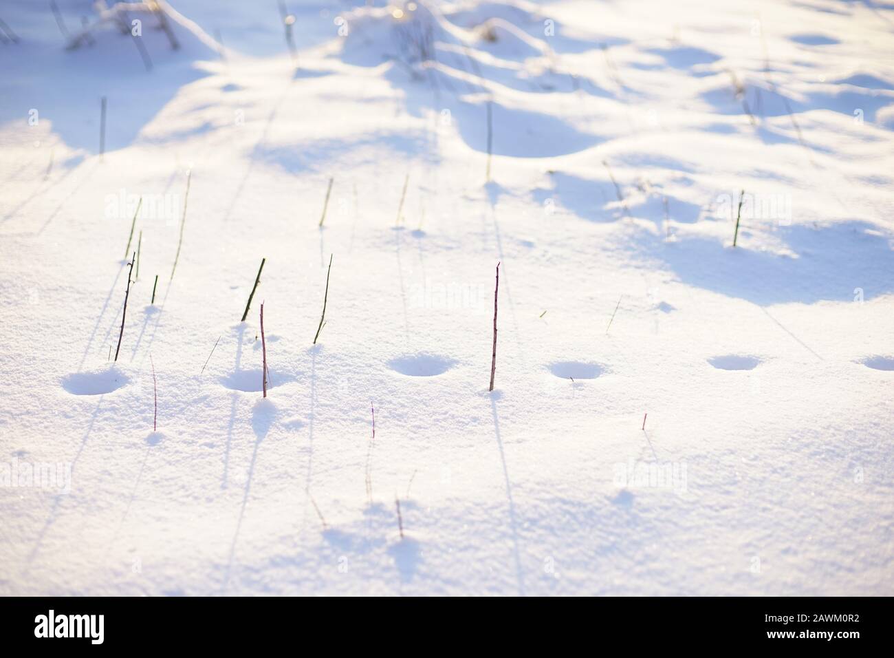 Empreintes de loup dans la neige Banque de photographies et d’images à