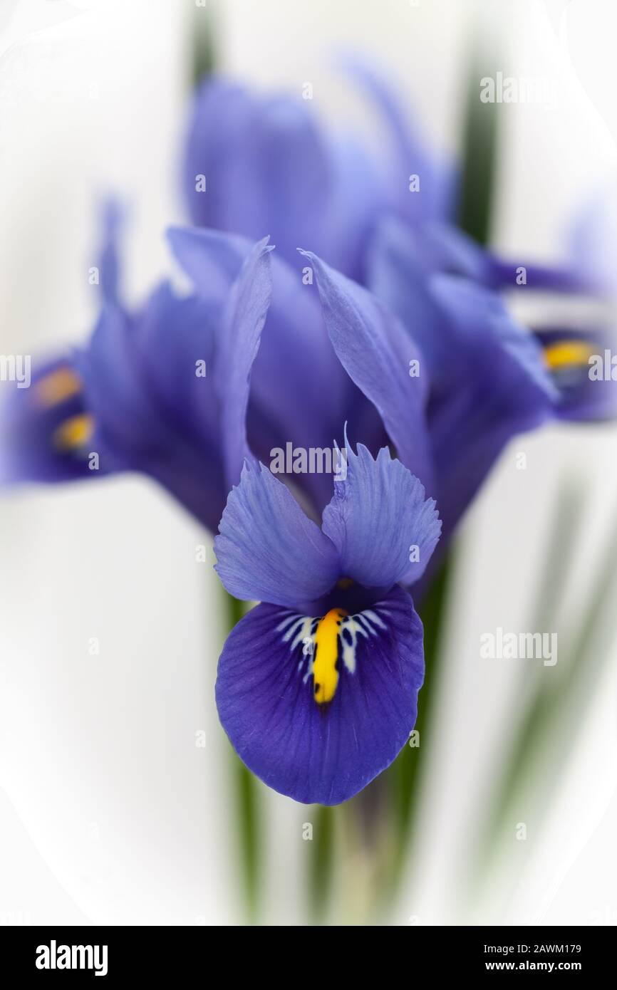 Fleur d'iris bleu unique Banque D'Images