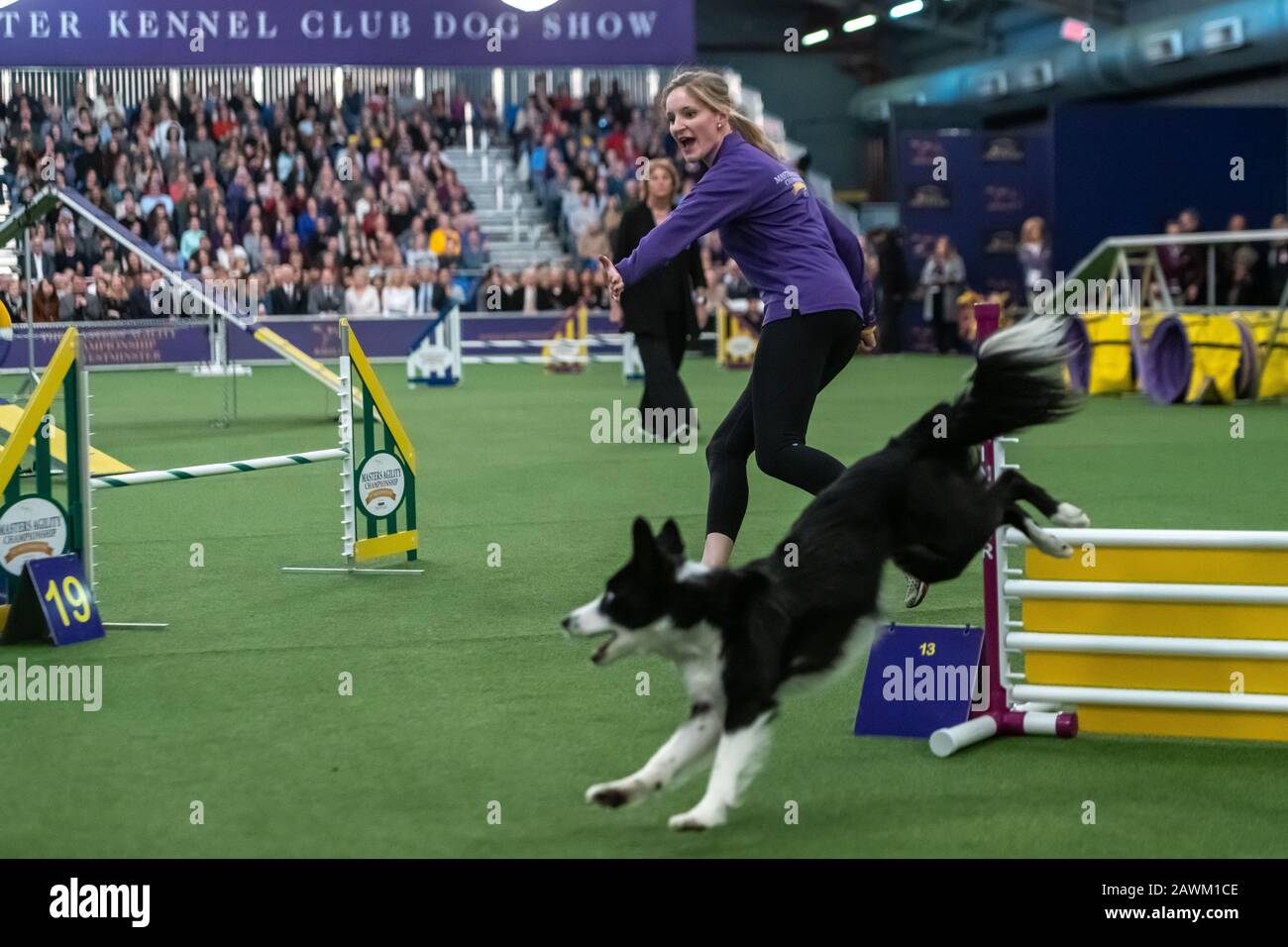 New York, États-Unis. 8 février 2020. Jennifer Crank, de l'Ohio, dirige son Border Collie 'P!nk' sur leur chemin pour gagner le championnat Masters agilité au Westminster Kennel Club Dog show à New York. P!nk, nommé d'après la chanteuse pop Star, a remporté la classe d'agilité de 16 pouces pour la troisième année consécutive, en prenant également le prix All-American. Crédit: Enrique Shore/Alay Live News Banque D'Images