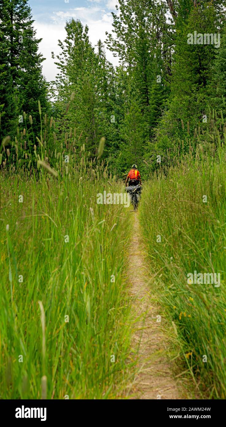 MTT 00470-00...MONTANA - Tom Kirkendall à cheval le sentier étroit et herbacé créé par des roues de vélo sur une route surcultivée sur le Grand Divide Mountain Bike Banque D'Images