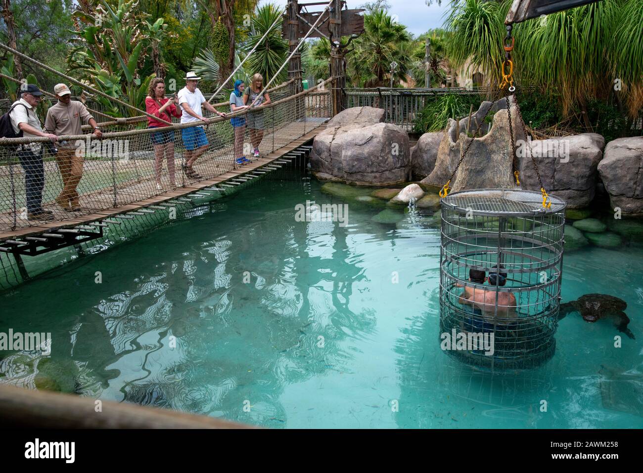 Le père et le fils font de la plongée en cage avec un crocodile du Nil au Cango Wildlife Ranch, Oudtshoorn, Western Cape, Afrique du Sud Banque D'Images