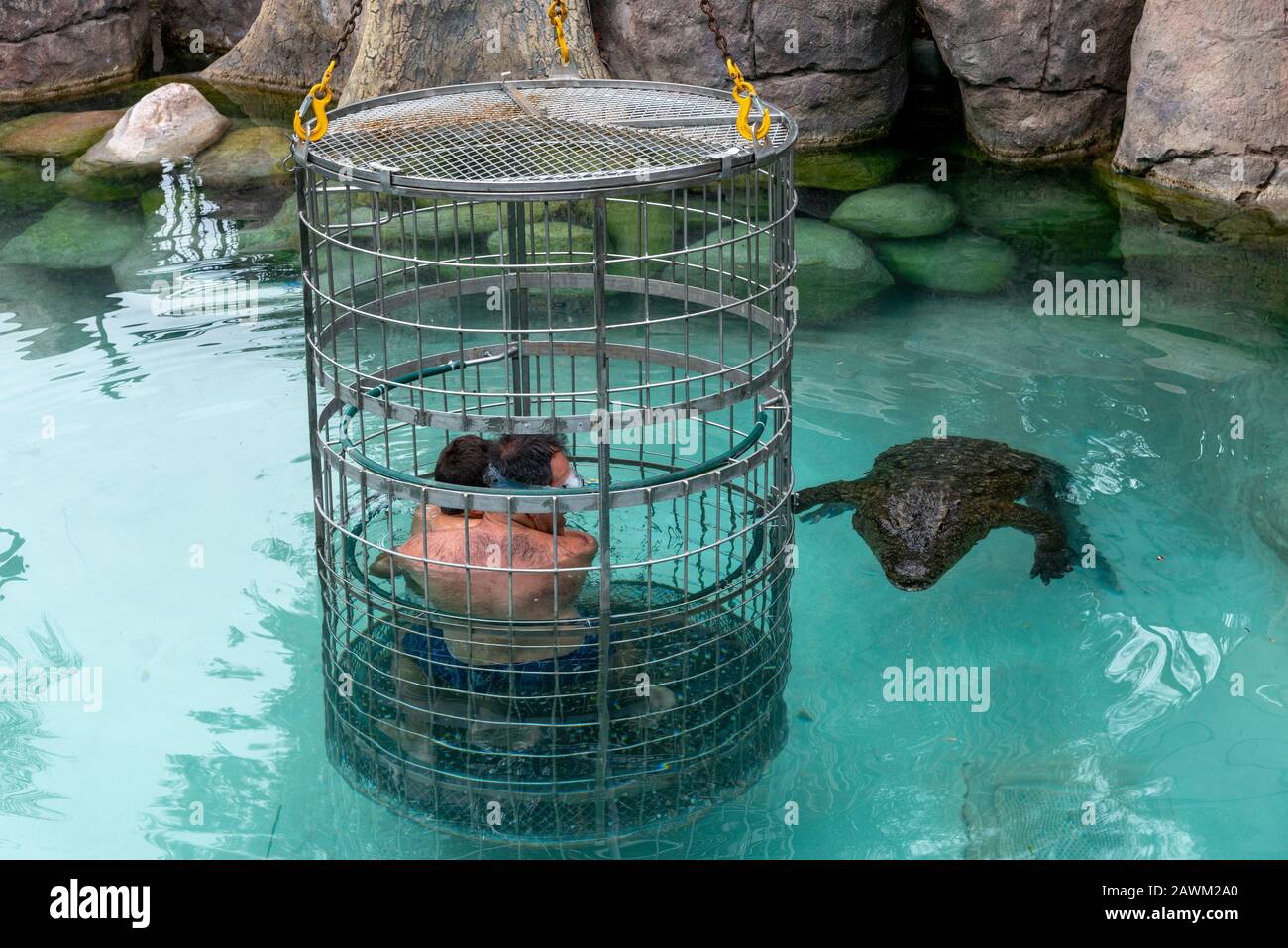 Le père et le fils font de la plongée en cage avec un crocodile du Nil au Cango Wildlife Ranch, Oudtshoorn, Western Cape, Afrique du Sud Banque D'Images