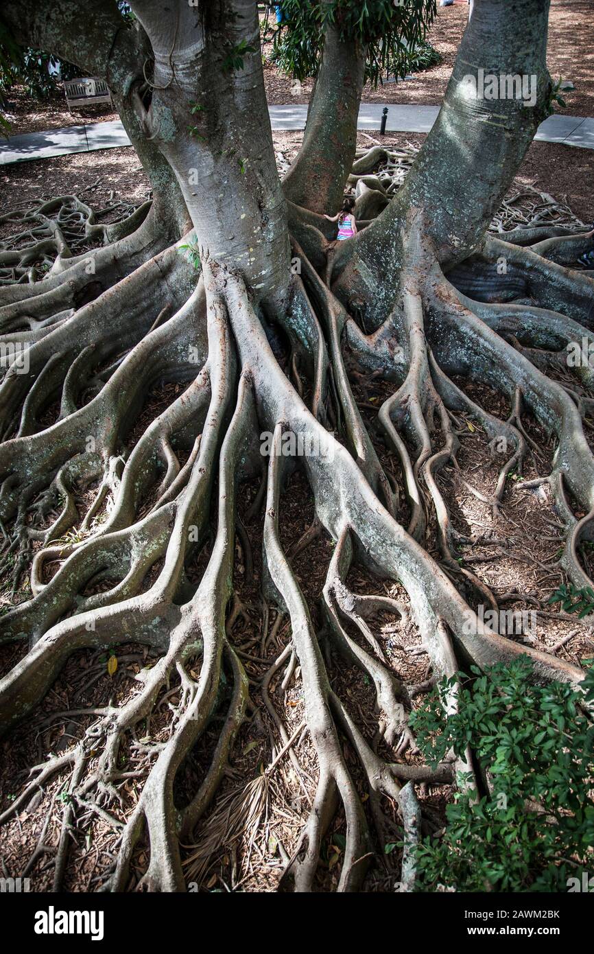 Giant Ficus Tree Roots résumé, Marie Selby Botanical Gardens, Sarasota, Floride, États-Unis, FS 14,26 MB 300ppi, jardin botanique formel, vue aérienne Banque D'Images