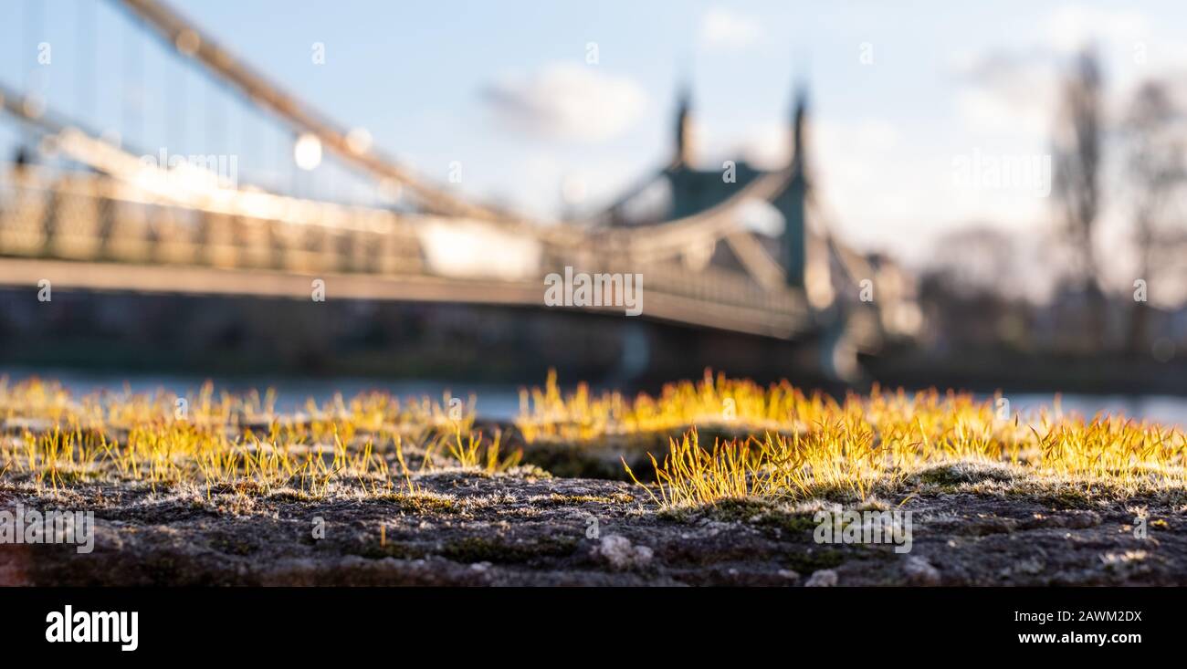 Moss sur la paroi en premier plan. En arrière-plan, Hammersmith Bridge, emblématique pont suspendu victorien enjambant la Tamise dans l'ouest de Londres, au Royaume-Uni Banque D'Images