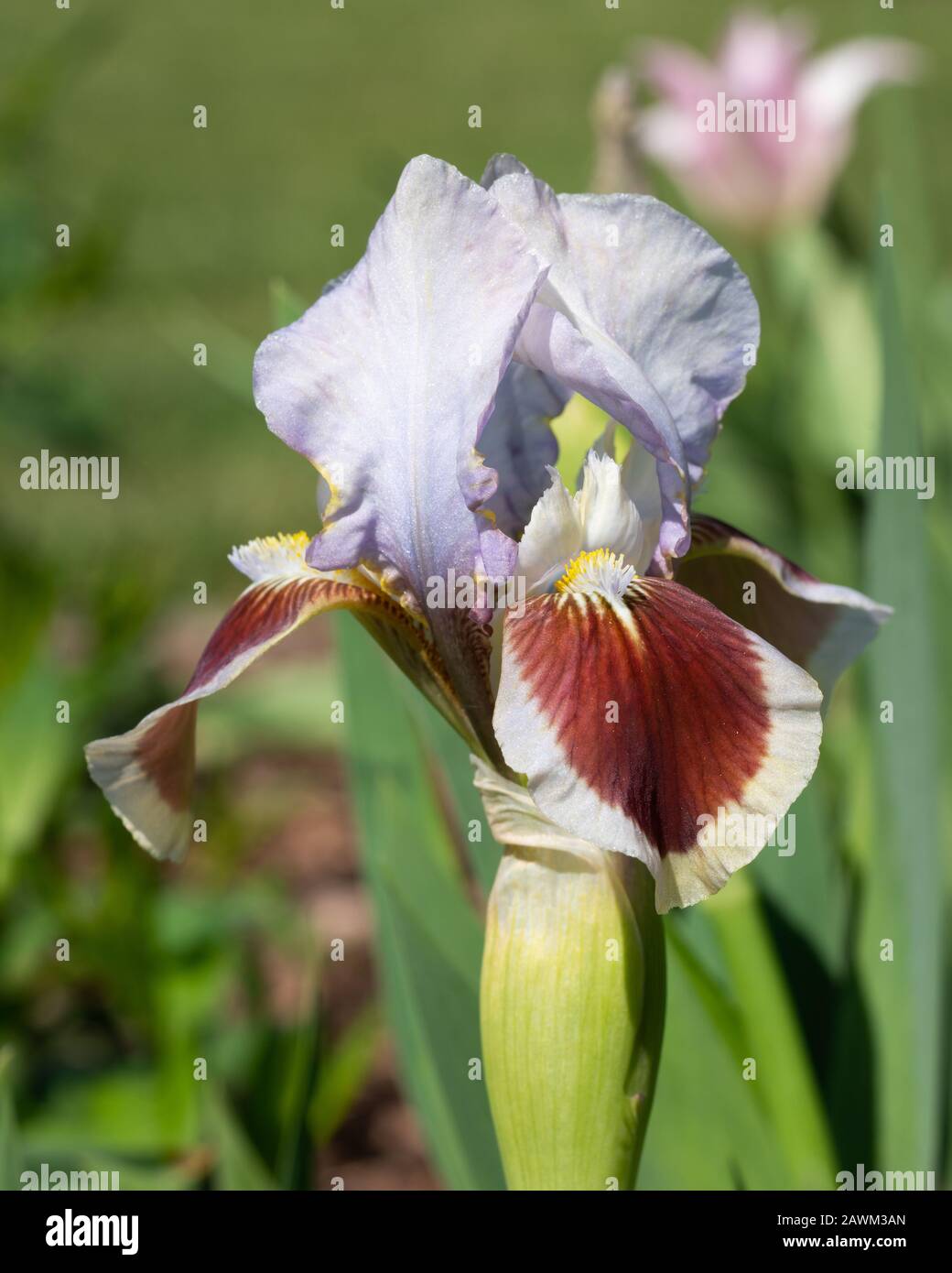 Iris allemand (Iris barbata-nana), gros plan de la tête de fleur Banque D'Images